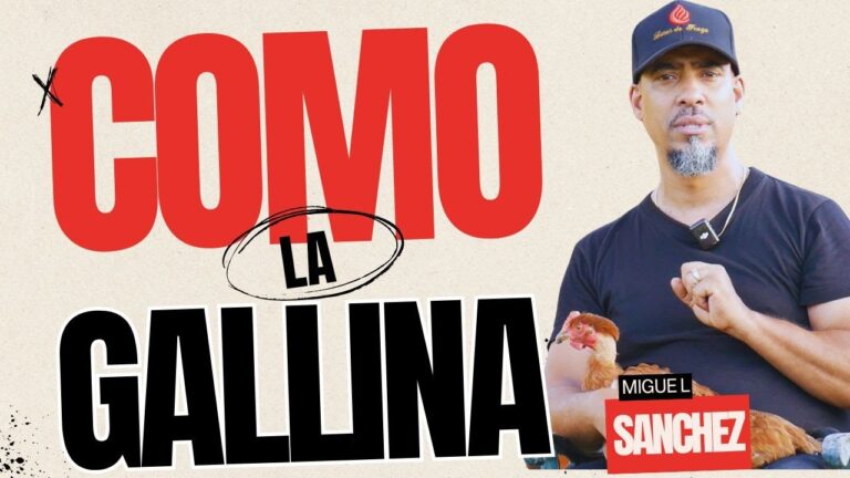 como la gallina junta a sus polluelos