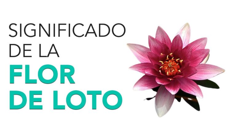 flor de loto significado biblico