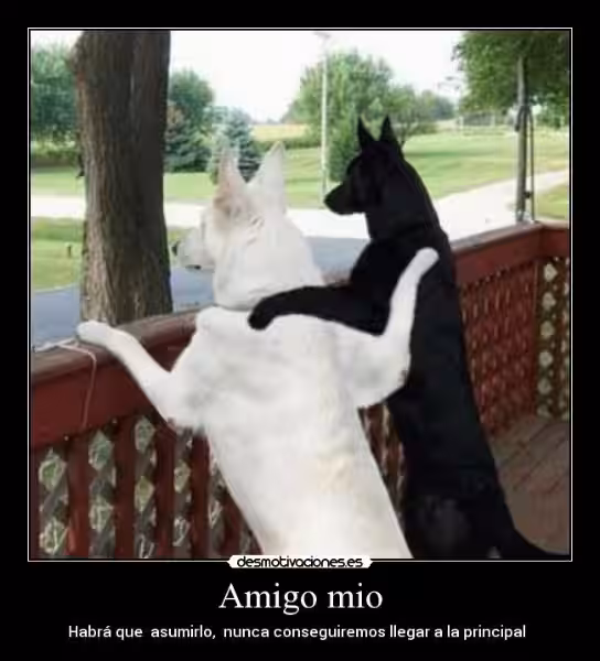 amigo_mio