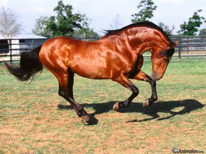Caballos Alazanes y la Fuerza Espiritual: Un Vínculo Sagrado caballos_alazanes