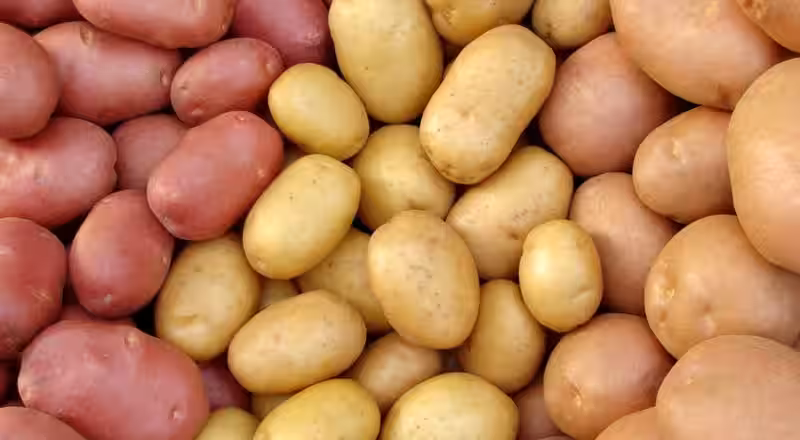 papas_romanos
